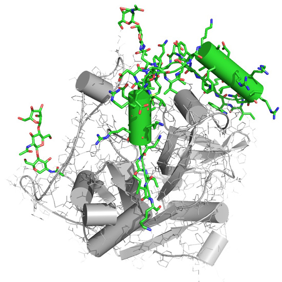 A representation of the molecular structure Trypanosoma brucei cathepsin B